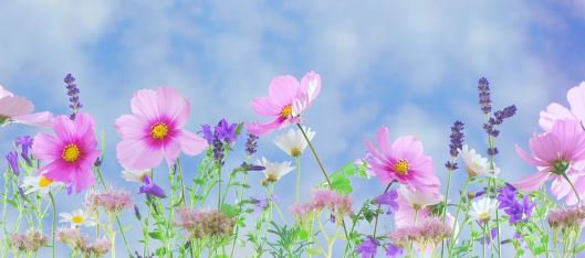 wild-flowers-571940__480