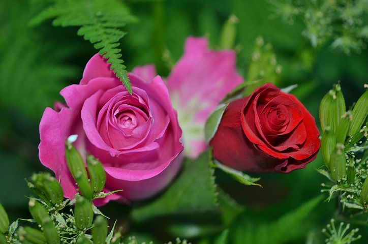 roses-208980__480