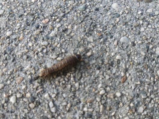caterpillar1