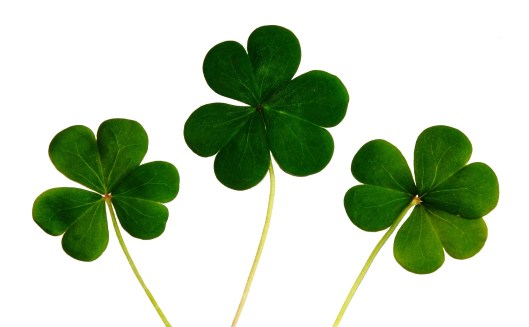 Clovers1